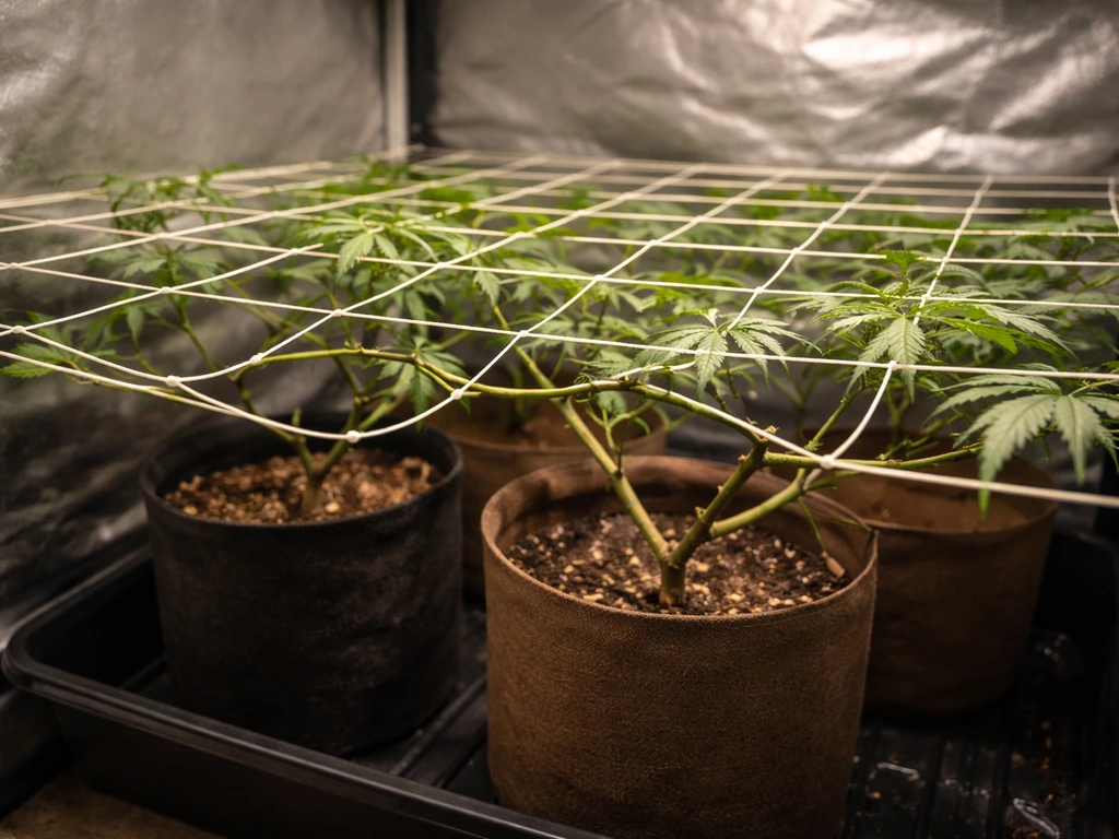 A small indoor tent setup with a horizontal net above pots, branches woven through during ScrOG training.
