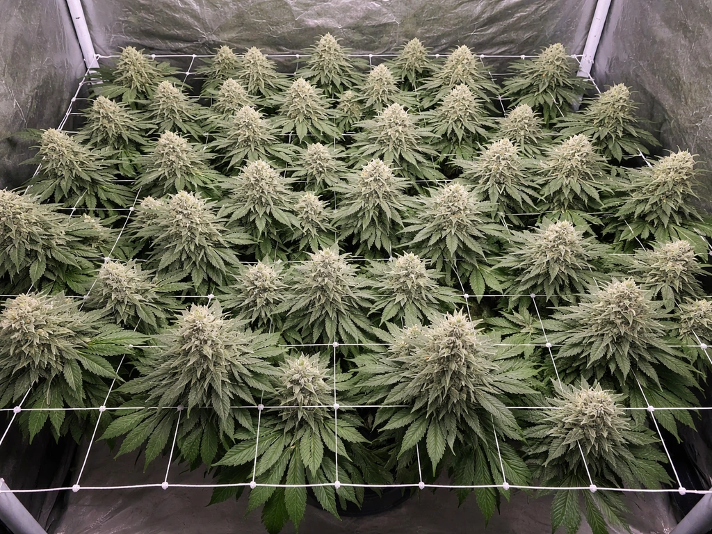 Overhead view of a dense, evenly trained cannabis canopy inside a 4x4 tent under bright light.